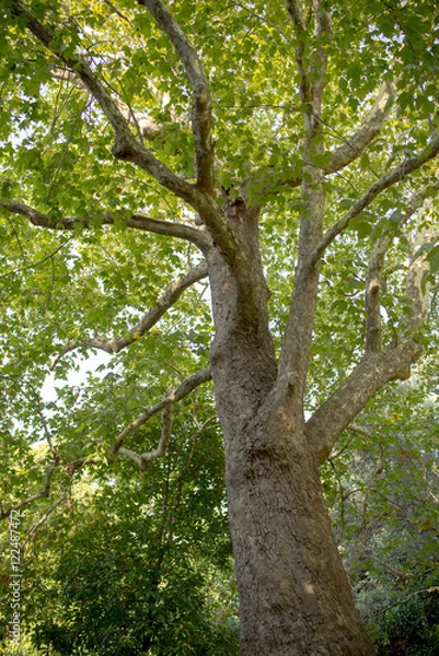 Fototapeta View up a beautiful old plane or sycamore tree with its green leaves and sunshine rays in the background.