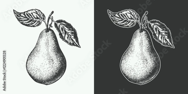 Obraz Vintage engraving gravure retro style fruit pear illustration