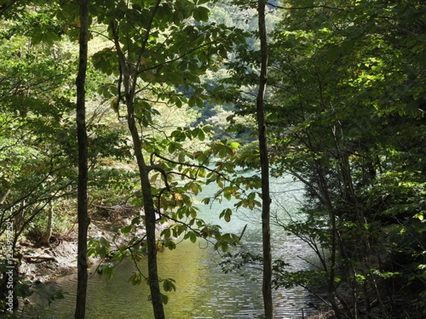 Fototapeta 白神山地