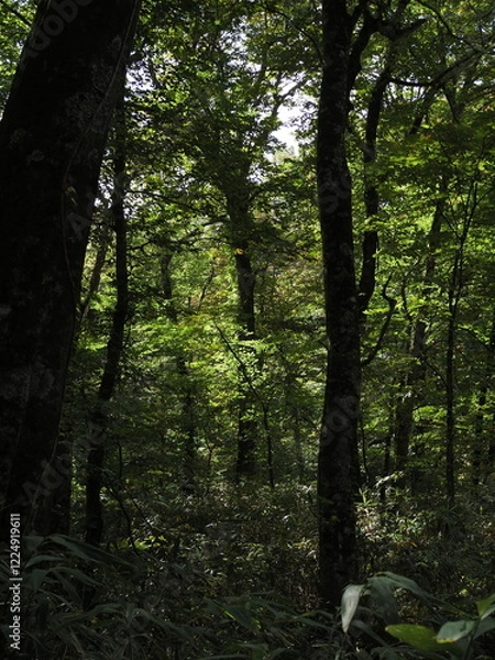 Fototapeta 白神山地