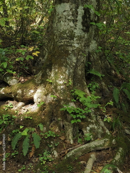 Fototapeta 白神山地