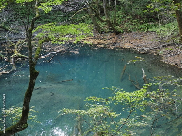 Fototapeta 白神山地