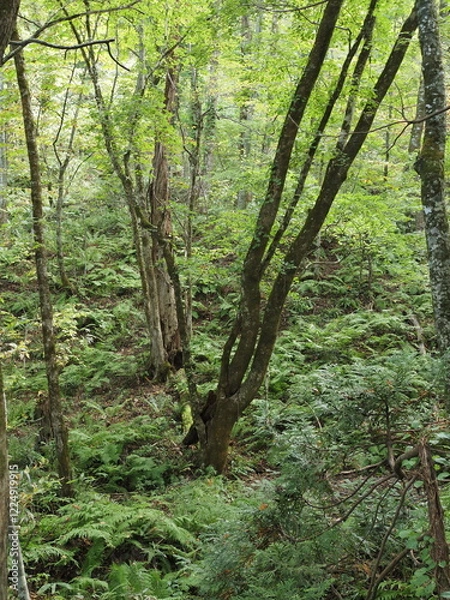 Fototapeta 白神山地