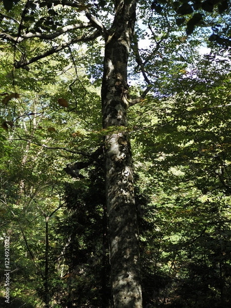 Fototapeta 白神山地