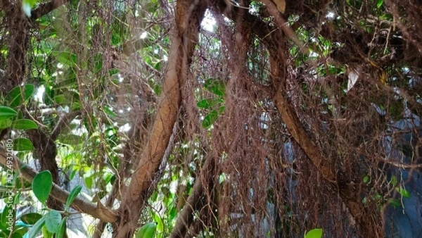 Fototapeta Intricate network of tree roots intertwining with lush green foliage, illustrating the beauty of nature's resilience