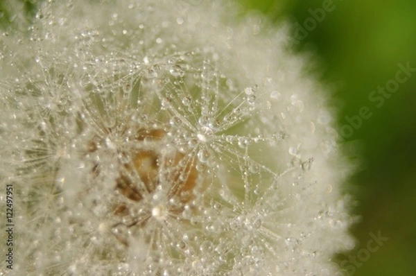 Fototapeta タンポポ