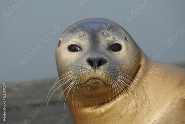 Obraz Phoque veau marin