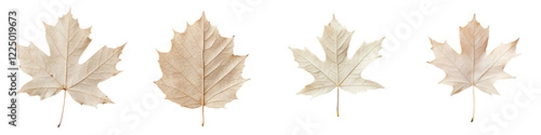 Fototapeta Beautifully arranged collection of various shaped and colored autumn maple leaves scattered on a plain white background  The dried crisp leaves in shades of yellow green and brown create a natural