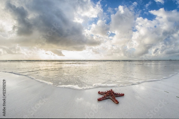 Obraz Starfish on the beach