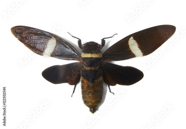 Obraz A large cicada bug isolated on a white background