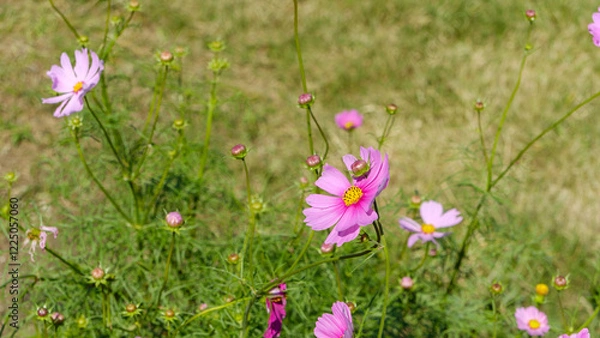 Obraz 草原に広がるピンクのコスモス
