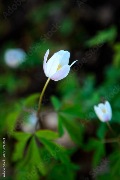 Obraz Wood anemone. 