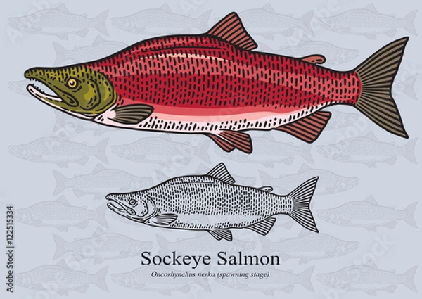 Fototapeta Łosoś Sockeye (etap tarła). Ilustracja wektorowa dla grafiki w małych rozmiarach. Nadaje się do projektowania graficznego i projektowania opakowań, przykładów edukacyjnych, stron internetowych itp.