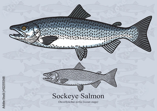Fototapeta Łosoś Sockeye (etap oceaniczny). Ilustracja wektorowa dla grafiki w małych rozmiarach. Nadaje się do projektowania graficznego i projektowania opakowań, przykładów edukacyjnych, stron internetowych itp.