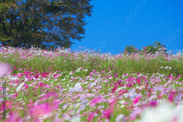 Fototapeta コスモスと木立