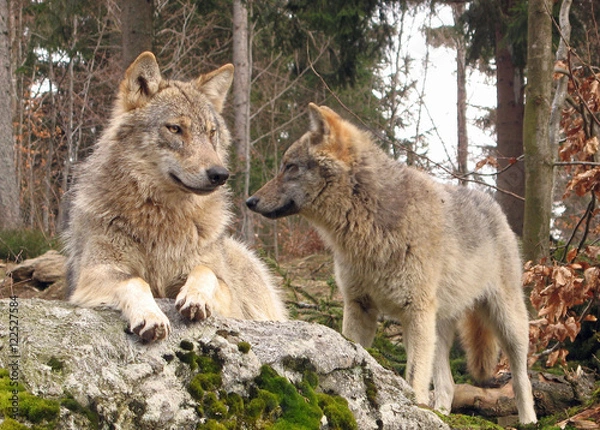 Obraz Wolfsbrüder im Tierpark