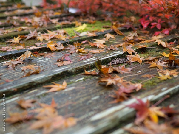 Fototapeta Maple leafs