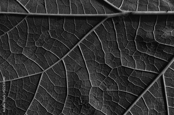 Fototapeta Leaf abstract background and texture