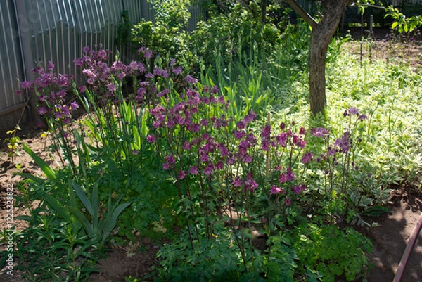 Fototapeta Pink aquilegia flowers in the shade of an apple tree in the garden in summer