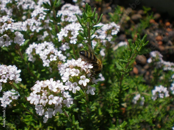 Fototapeta Close up of flowering thyme with a working bee on it in springtime