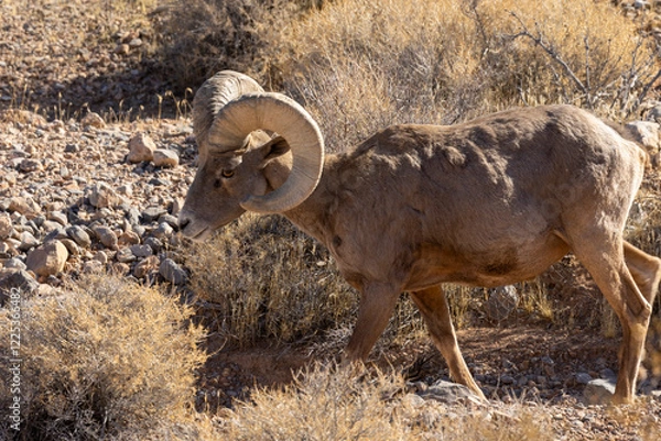 Fototapeta Desert Bighorn Sheep Ram in Valley of Fire State Park Nevada in Winter