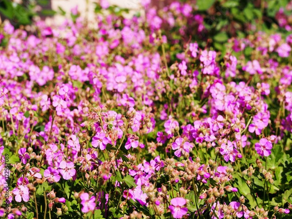 Obraz Geranium cantabrigiense 'Cambridge' (dwarf cranesbill)
