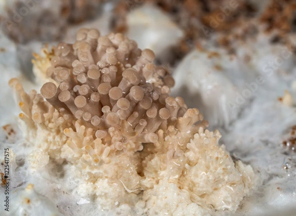 Obraz The first phase of growing oyster mushrooms happens in a home setting.