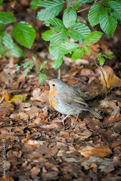 Fototapeta European Robin bird (Erithacus rubecula) with orange chest standing on the ground in brown autumn leafs, North Rhine-Westphalia, Germany