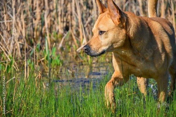 Obraz dog walks in the swamp, hunting