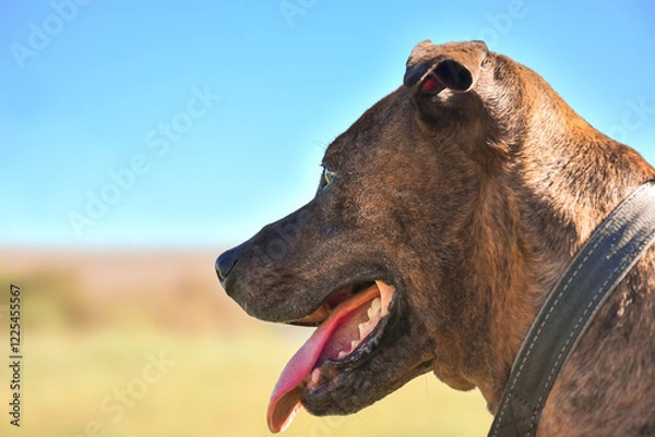 Obraz 
portrait of a terrier-type brown pit bull dog