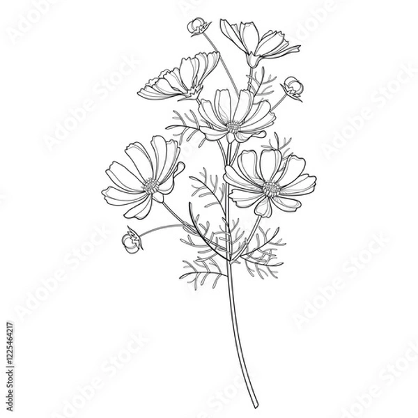 Obraz Stem with outline Cosmos or Cosmea bunch with leaf and bud in black isolated on white background. 