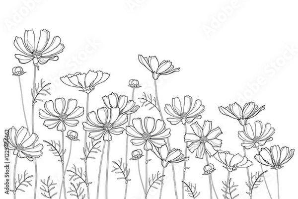 Obraz Bunch with outline Cosmos or Cosmea flowers, buds and leaf in black isolated on white background. 