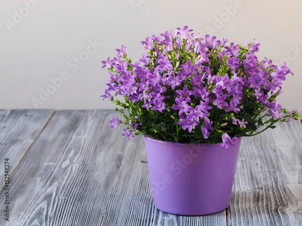 Obraz Purple campanula flowers in the pot 