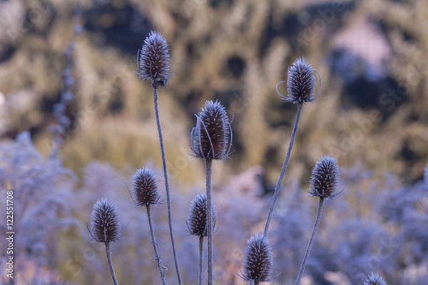 Obraz Wilde Karde im Winter