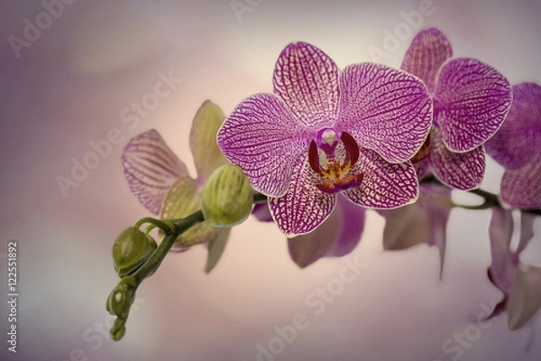 Fototapeta Orchidee 03