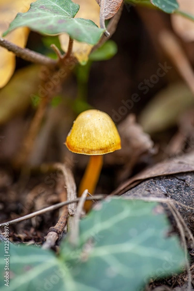 Obraz The unique yellow forest mushrooms are often found in the forest during the rainy season.