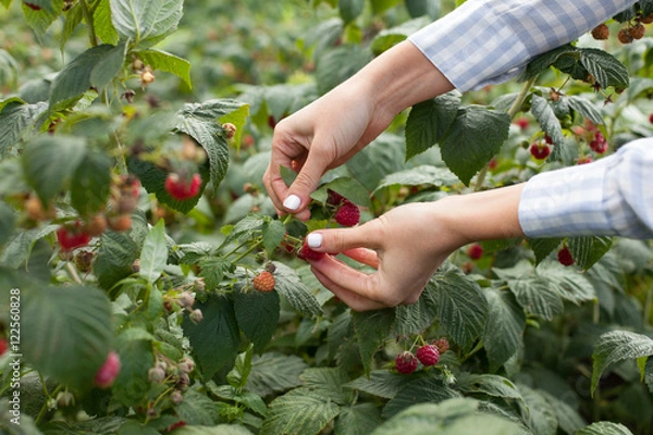 Obraz Женщина собирает малину
