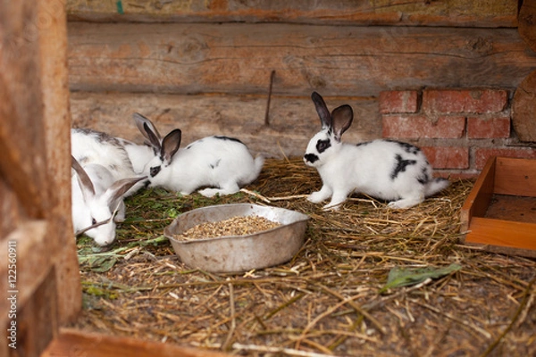 Obraz Кролики в вольере