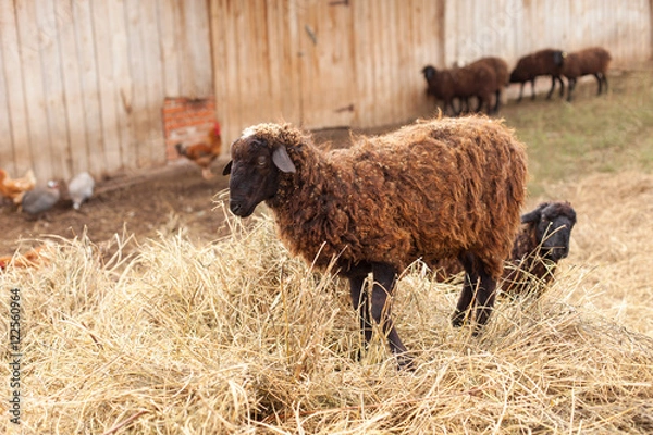 Obraz Баран на стоге сена