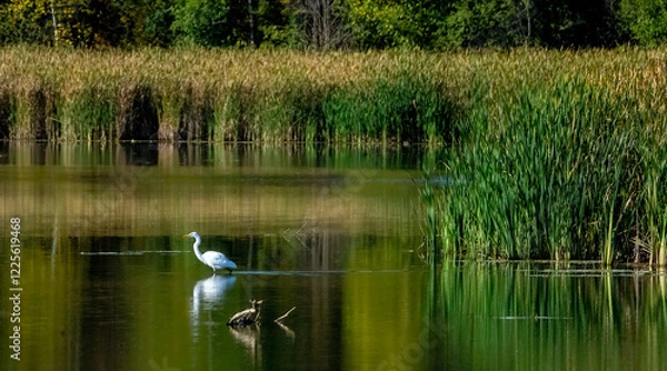 Fototapeta An egret resting and watching over the calm lake.