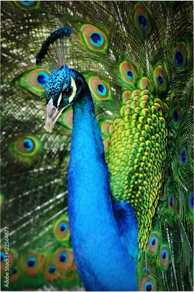 Fototapeta Peacock