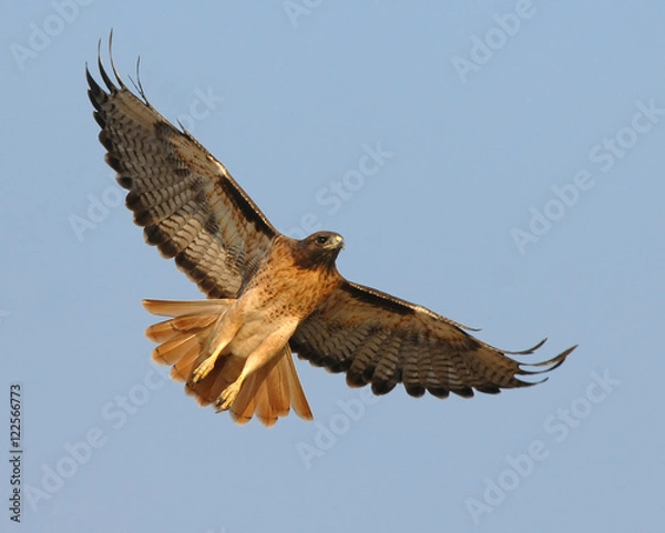 Obraz Soaring Red Tail Hawk