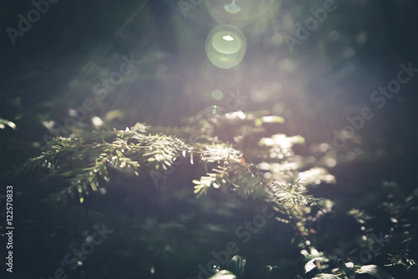 Obraz Sunlit Pine Needles