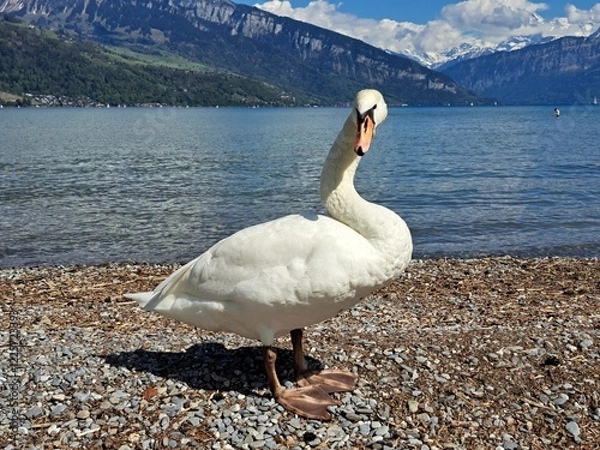 Obraz A white swan on the shore of a lake in the mountains. A lake in the Swiss mountains. Swan on the background of the mountains. 