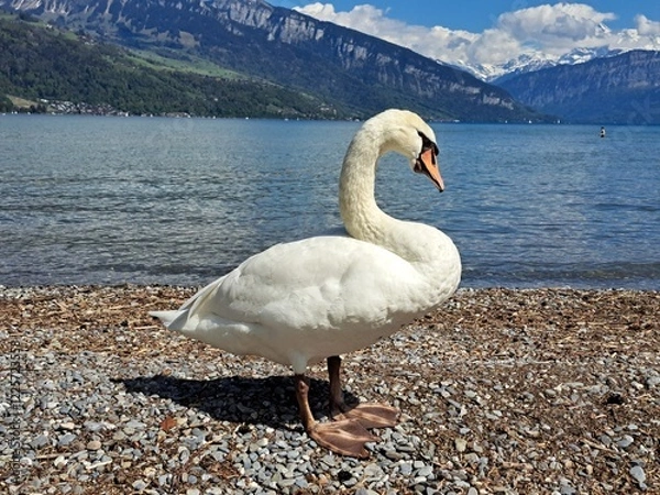 Obraz A white swan on the shore of a lake in the mountains. A lake in the Swiss mountains. Swan on the background of the mountains. 