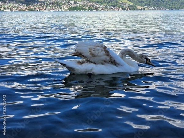 Obraz A white swan on the shore of a lake in the mountains. A lake in the Swiss mountains. Swan on the background of the mountains. 