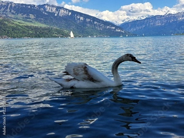 Fototapeta A white swan on the shore of a lake in the mountains. A lake in the Swiss mountains. Swan on the background of the mountains. 