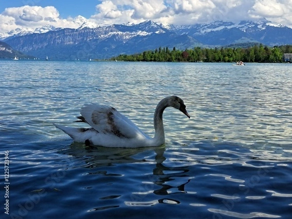 Obraz A white swan on the shore of a lake in the mountains. A lake in the Swiss mountains. Swan on the background of the mountains. 
