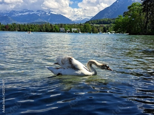 Obraz A white swan on the shore of a lake in the mountains. A lake in the Swiss mountains. Swan on the background of the mountains. 