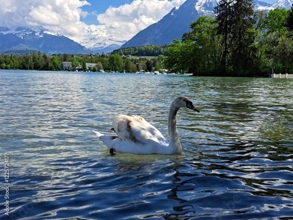 Obraz A white swan on the shore of a lake in the mountains. A lake in the Swiss mountains. Swan on the background of the mountains. 
